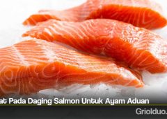 Khasiat Pada Daging Salmon Untuk Ayam Aduan
