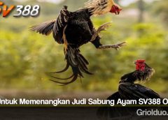 Tips Untuk Memenangkan Judi Sabung Ayam SV388 Online